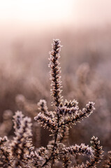 Needle field plant. A plant with thorns. The thorns are covered with frost.