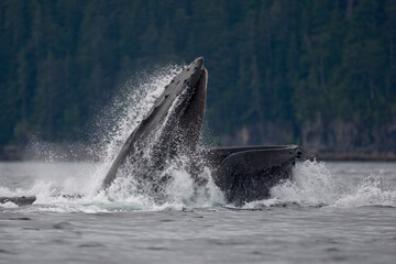Feeding Humpback Whale, Alaska