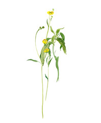Buttercup Flowers, Little Yellow Field Flowers, Herb Illustration, Floral Wattercolor Arrangement, Spring Easter Design