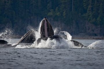 Fototapeta premium Feeding Humpback Whales, Alaska