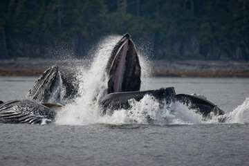 Fototapeta premium Feeding Humpback Whale, Alaska