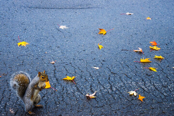 Obraz premium Curious Squirrel