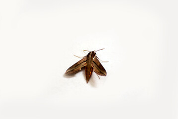 Close up of wild insect isolated on white background