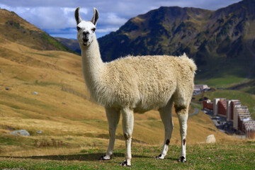 Lama en haut du col du Tourmalet Hautes Pyrénées