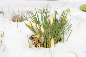 Crocuses yellow blossom on a spring sunny day in the open air. Beautiful primroses against a background of brilliant white snow.