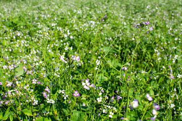 Cover crops oil radish (Raphanus seradella) flowering in white on a field autumn. © lastfurianec