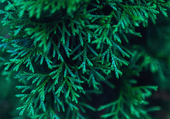 Close up top view of thuja branches