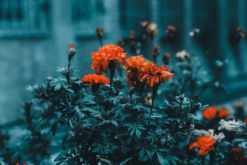 orange flowers in the morning
