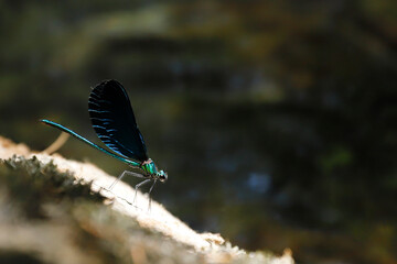 blue dragonfly in the nature