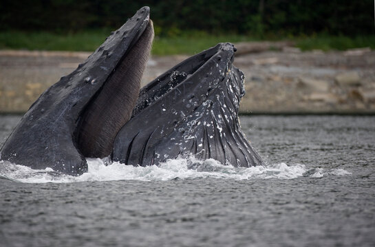 Feeding Humpback Whale, Alaska