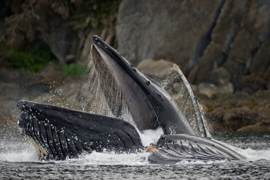 Feeding Humpback Whale, Alaska