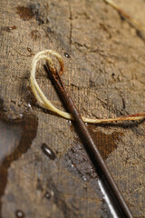 Mortara 09/10/2019 : needle and twine close up