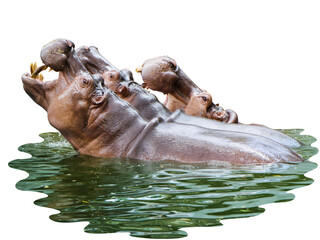 Hippo families in the water is on white background with clipping path body part