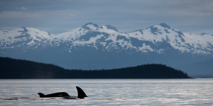 Orca Whales, Frederick Sound, Alaska, USA