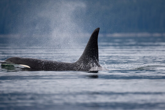 Orca Whale, Alaska