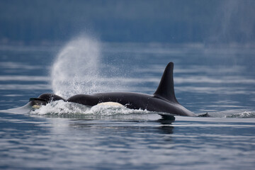 Fototapeta premium Orca Whales in Stephens Passage, Alaska