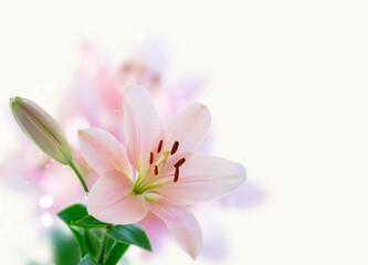 Fototapeta na wymiar Lilly fresh flowers