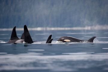 Fototapeta premium Pod of Killer Whales, Alaska