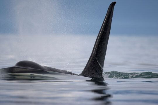 Killer Whale in Southeast Alaska