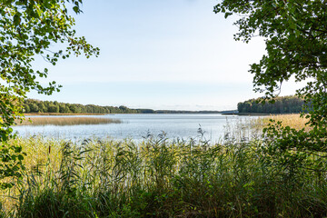 Panoramic view of the lake Lielezers with surrounding trees and reeds in foreground on a sunny September day in Limbaži in Latvia
