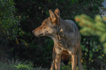 Big wolf in green forest in summer sunny morning