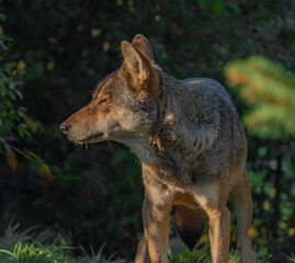 Big wolf in green forest in summer sunny morning