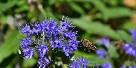 Pszczoła miodna (Apis mellifera) na kwiatach barbuli klandońskiej (Caryopteris clandonensis Blue Cloud)
