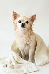 Cute wet Chihuahua after a bath sits wrapped in a towel, isolated on a white background. Washing your pet.