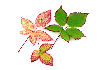 Leaves of blackberry isolated on a white background. Autumn leaf of blackberry. Red leaves