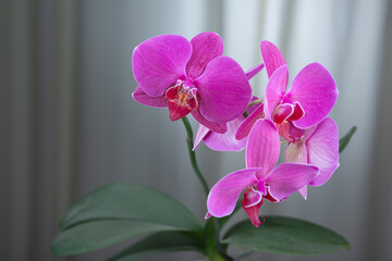 Naklejka na ściany i meble pink orchid in a vase