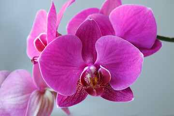 pink orchid isolated on white background