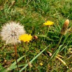 dandelion in three phases