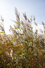 Close up of reeds growing in Randu meadows in nature reserve on a sunny and windy day in September...