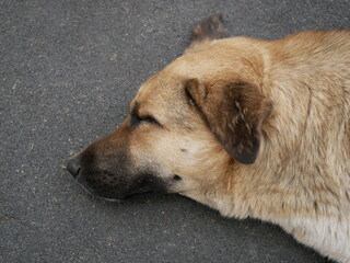 Portrait of a large mongrel dog sleeping on a hot summer day. A large light brown male with drooping ears is resting.