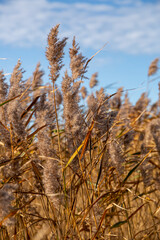 Fototapeta premium Close up of reeds growing in Randu meadows in nature reserve on a sunny and windy day in September in Latvia