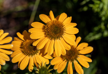 Flowers of  Echinacea - an herb stimulating the immune system
