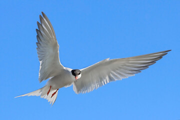 Adult common tern in flight on the blue sky background. Close up, front view. Scientific name: Sterna hirundo