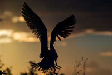 Naklejka na ściany i meble Silhouette of flying common tern. Flying common tern on the sunset sky background. Back sunlight. Scientific name: Sterna hirundo.