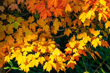 Colorful autumn maple leaves on a Wisconsin tree in early September