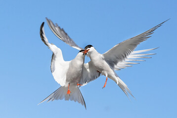 Showdown in the sky. Common Terns interacting in flight. Adult common terns in flight on the blue sky background. Scientific name: Sterna hirundo