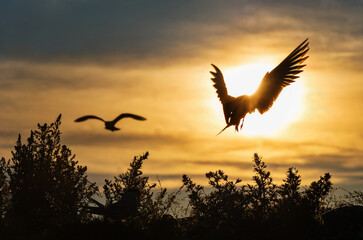 Silhouette of flying common tern. Flying common tern on the sunset sky background. Back sunlight. Scientific name: Sterna hirundo.