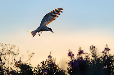 Fototapeta premium Silhouette of flying common tern. Flying common tern on the sunset sky background. Back sunlight. Scientific name: Sterna hirundo.