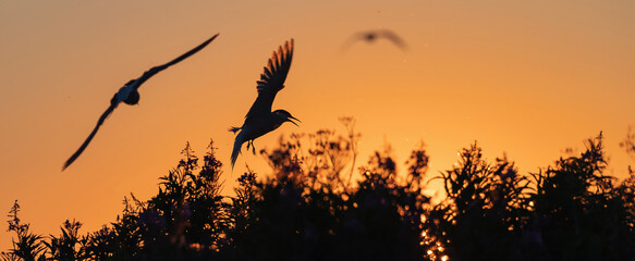 Silhouette of flying common tern. Flying common tern on the sunset sky background. Back sunlight. Scientific name: Sterna hirundo.
