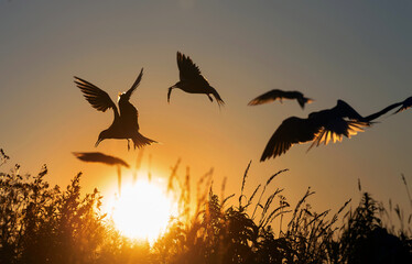 Silhouettes of flying common terns. Flying common tern on the sunset sky background. Scientific name: Sterna hirundo.