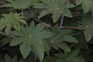 castor bean plant and green leaves