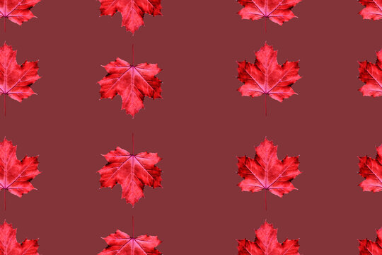 Seamless pattern of bright red maple leaves, isolated  on brick color background. Modern clean autumnal design. 