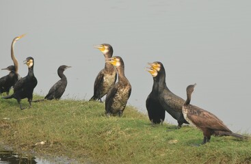 great cormorant