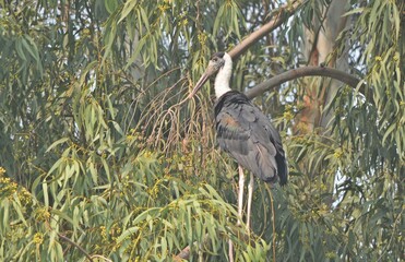 wolly necked stork