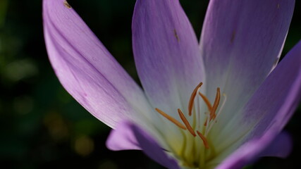 close-up crocus flower