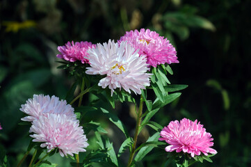 white and pink asters on an autumn flower bed in the garden
